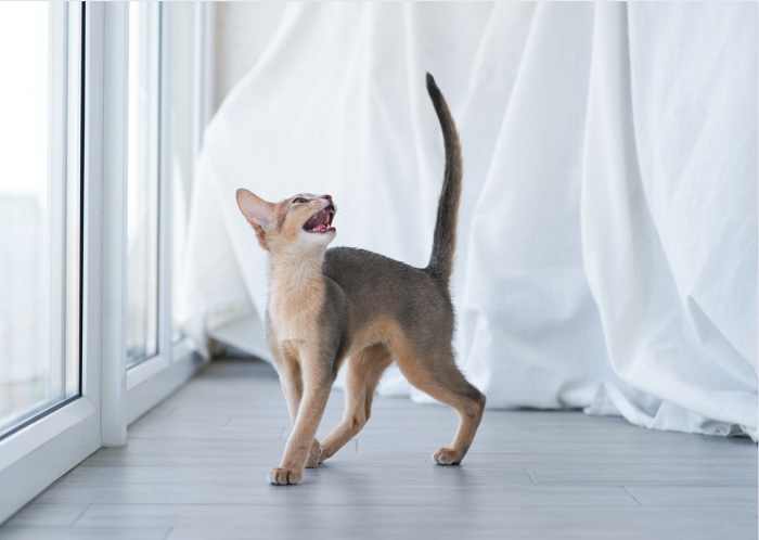 gato de inteligencia emocional