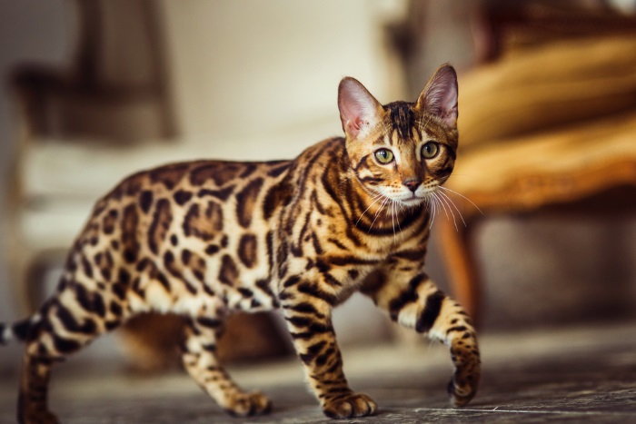 Tamaño del gato de Bengala