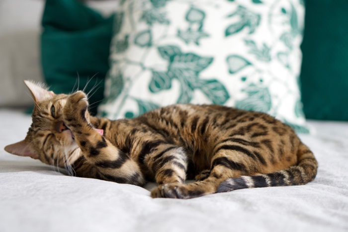 Gato de Bengala acicalando meticulosamente su pelaje, mostrando su elegancia inherente y su rutina de cuidado personal.