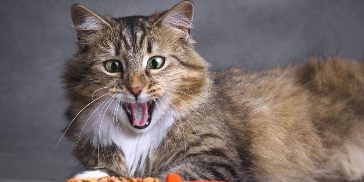 Gatos siberianos en una imagen comprimida, resaltando su presencia única y cautivadora.