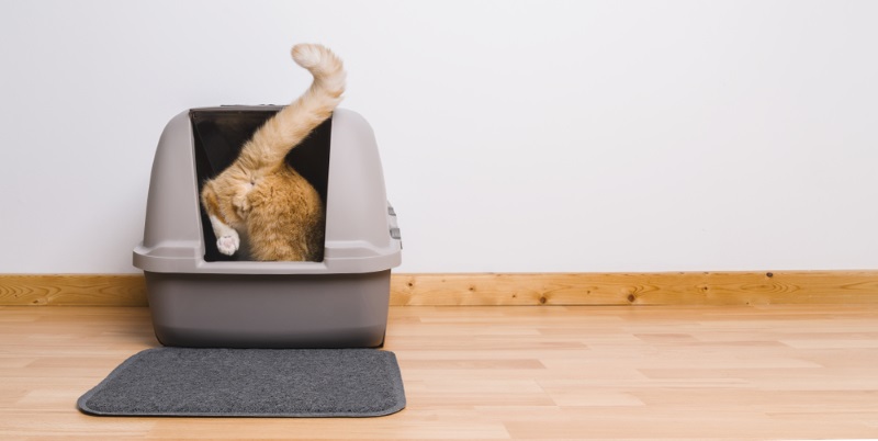 Una representación de un gato entrando en una caja de arena, resaltando su comportamiento típico de higiene personal.