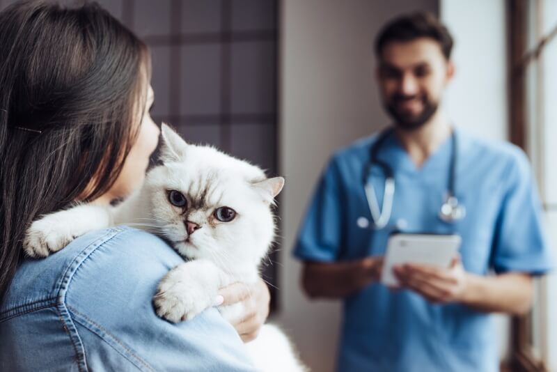 Representación visual de un veterinario realizando un examen a un gato mientras su dueño lo sostiene suavemente.