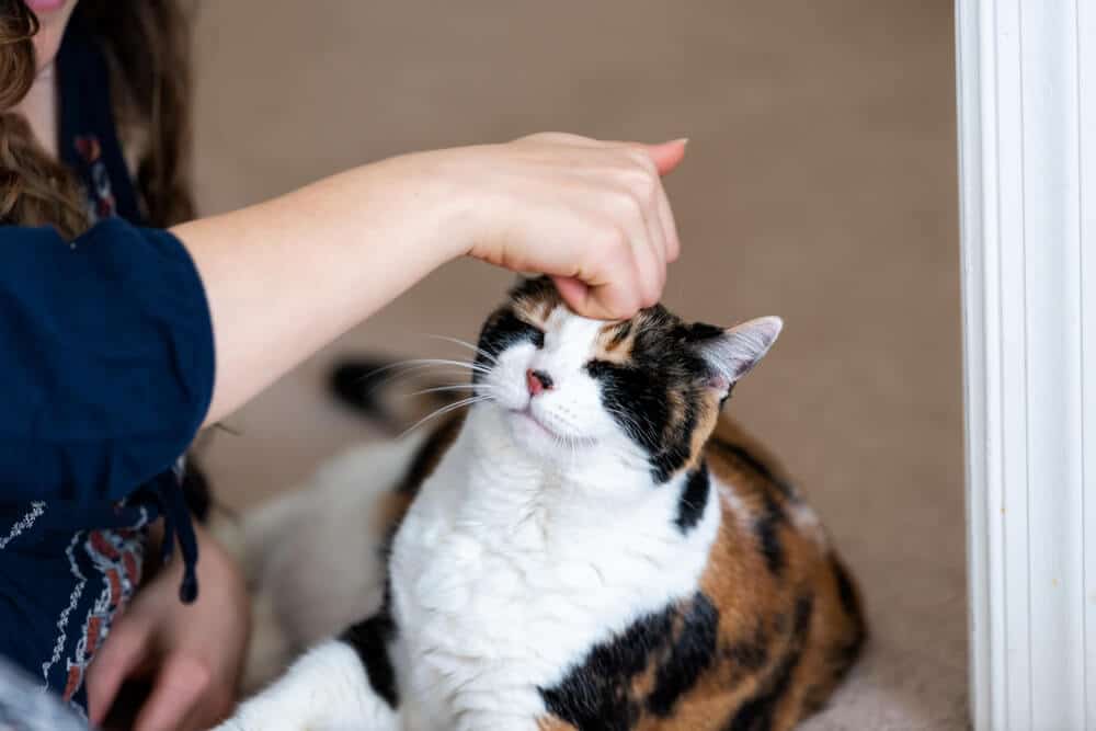 Todo sobre los gatos calicó