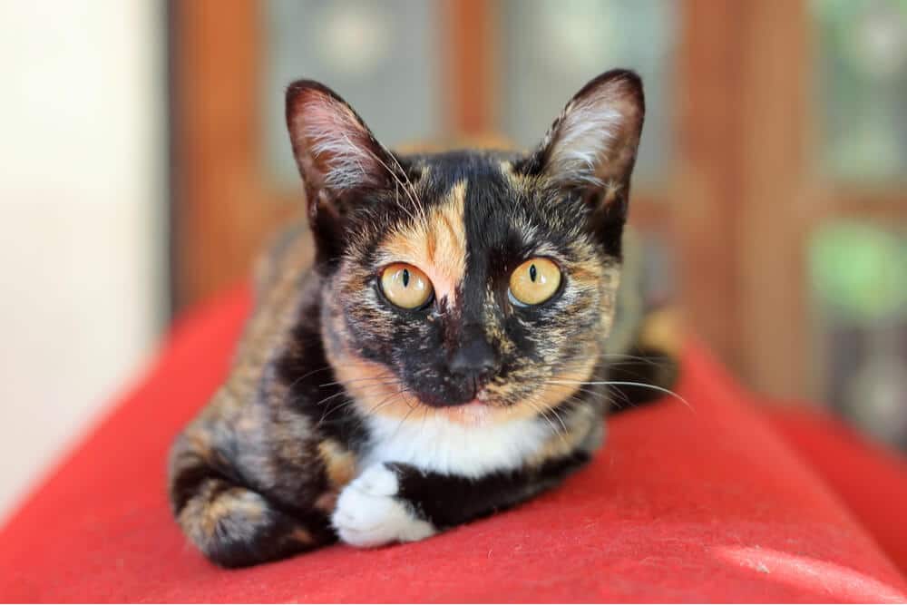 Gato sentado en un sofá rojo, observando atentamente su entorno.