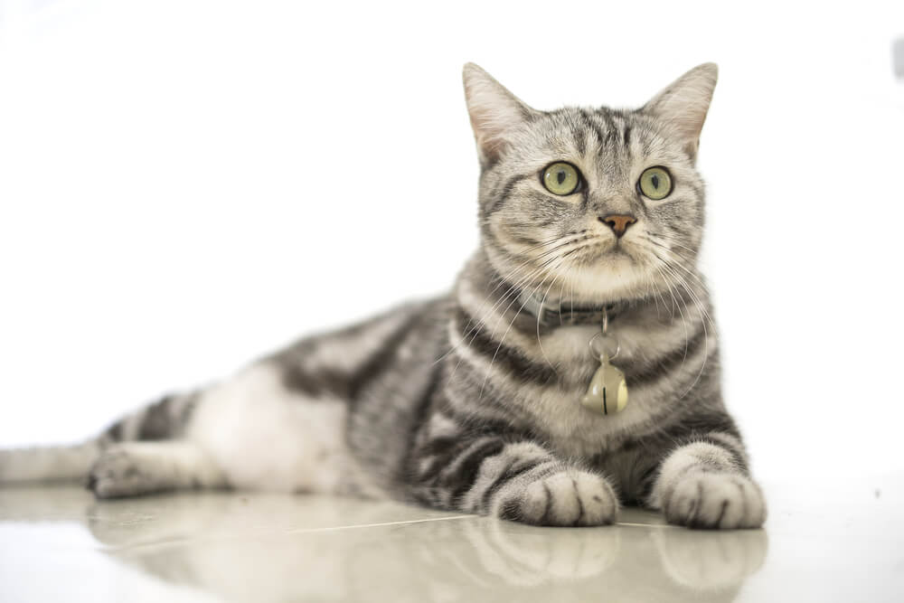 Gato americano de pelo corto, que encarna el encanto clásico y duradero de esta raza.