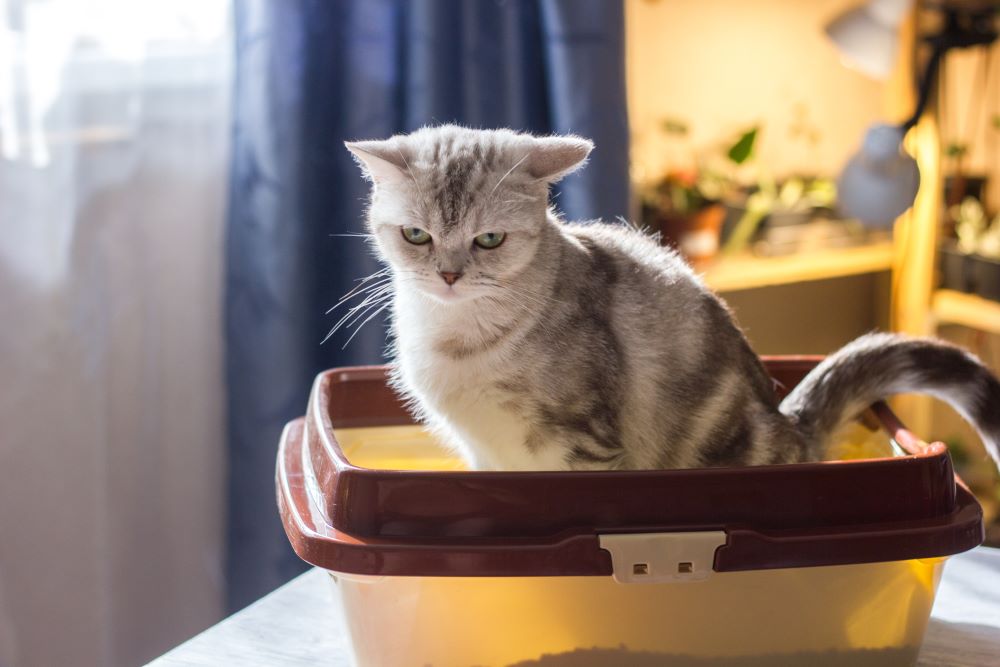 Gato esforzándose por defecar en la caja de arena