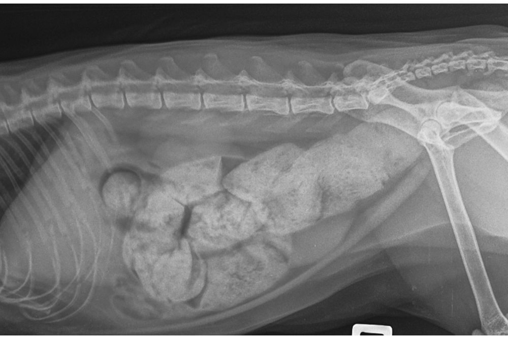 Una imagen de rayos X que muestra el estreñimiento en un gato, una condición médica que afecta la salud digestiva felina.