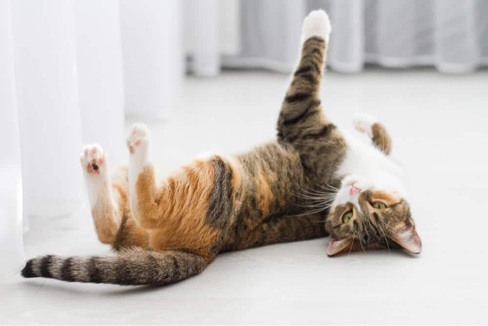 Imagen que muestra una gata en celo, una fase de mayor fertilidad y comportamiento por la que pasan las gatas, a menudo acompañada de mayor vocalización e inquietud.