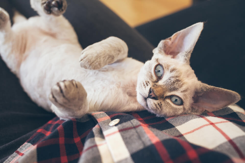 Gato Devon Rex durmiendo