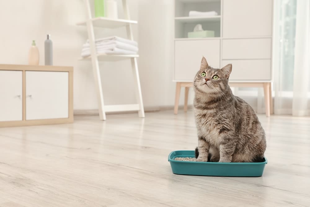 Gato mirando hacia arriba y sentado en la caja de arena