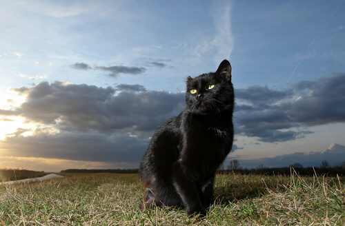 gato negro macho