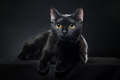 gato negro