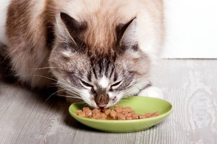 El gato come comida húmeda