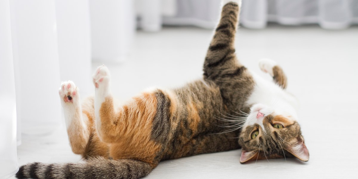 Imagen de un gato asomándose juguetonamente detrás de una cortina.