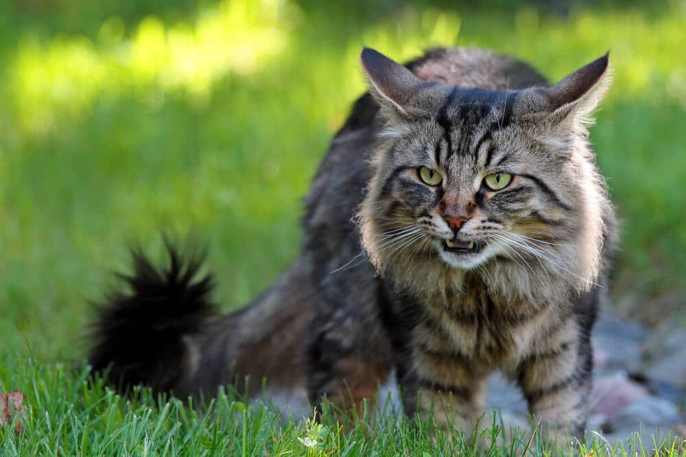 ¿Los gatos tienen sentido del gusto? Respuesta de Flehmen