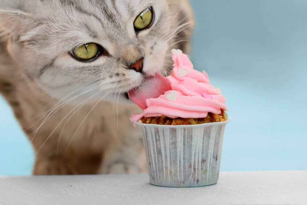 Gato atigrado lamiendo glaseado rosa en un cupcake