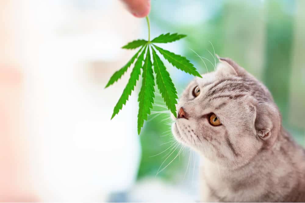 Aceite de CBD para gatos Gato oliendo hojas de cannabis