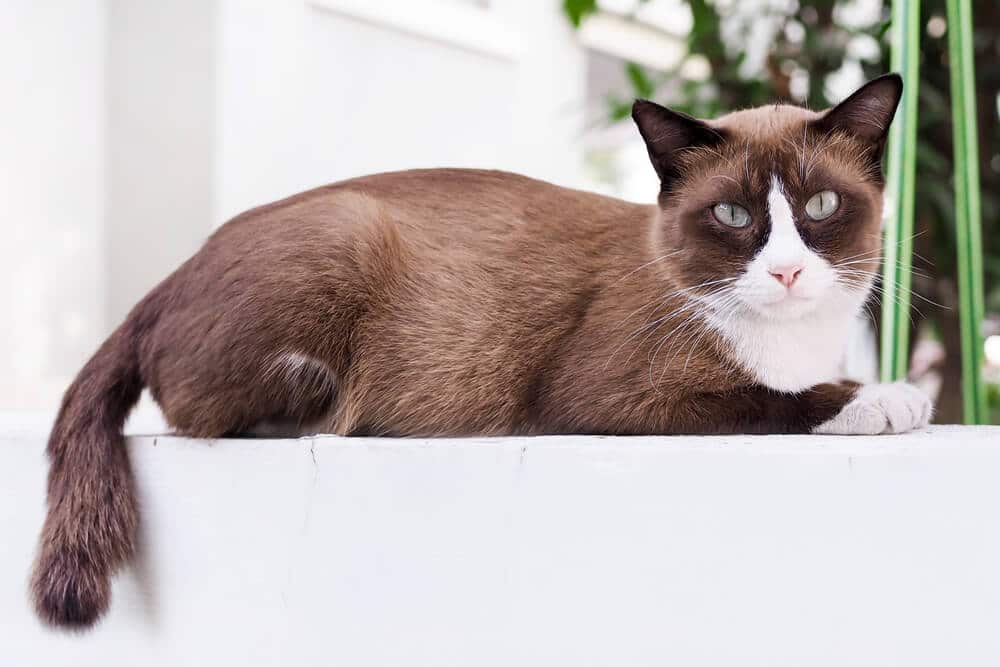 Gato marrón y blanco sentado en una plataforma blanca