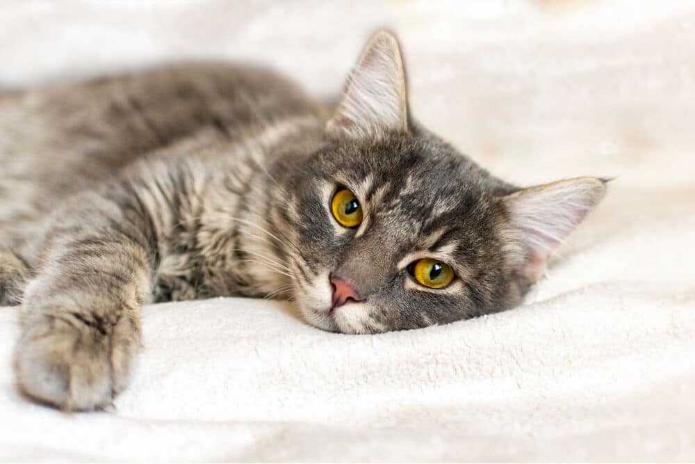 Gato tumbado sobre fondo blanco Leucemia felina