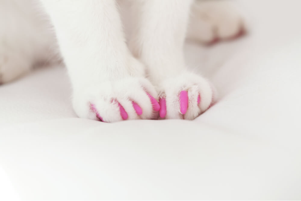 Patas de gato blancas con tapas de garras rosas como alternativa a la desungulación de los gatos