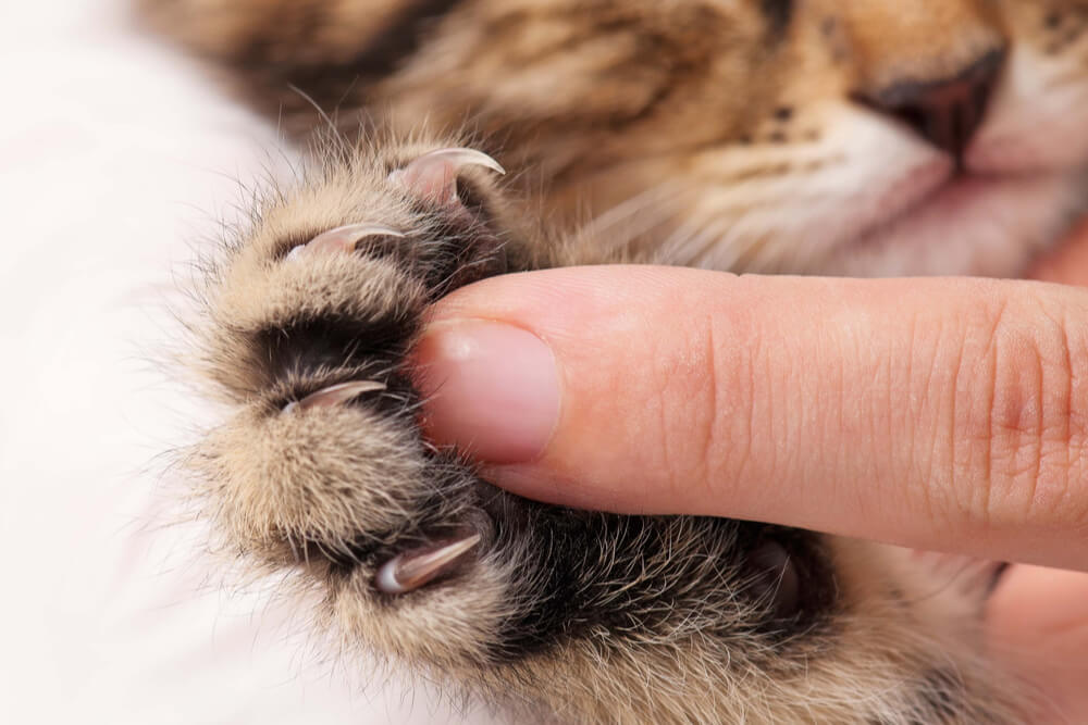 Primer plano de la pata de un gatito con un dedo humano como contraste.