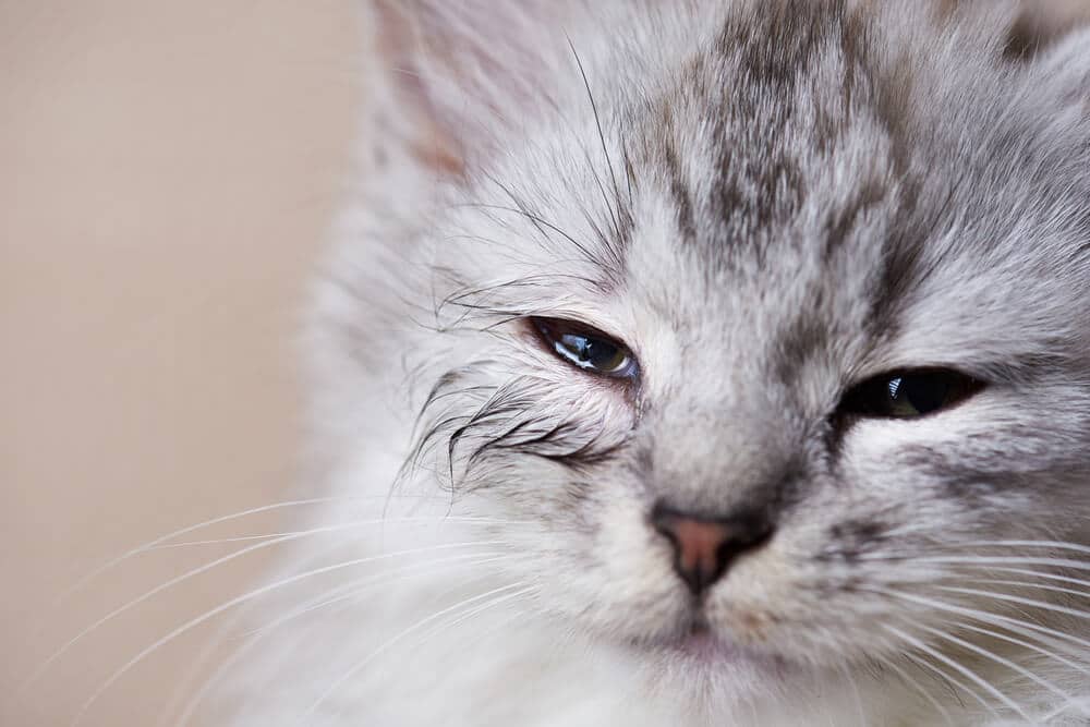 Gato joven con ojo infectado y supurante