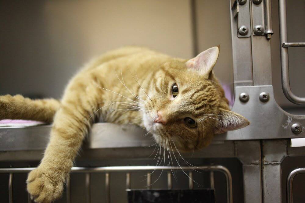 Gato naranja descansando en la jaula del veterinario Pancreatitis en gatos