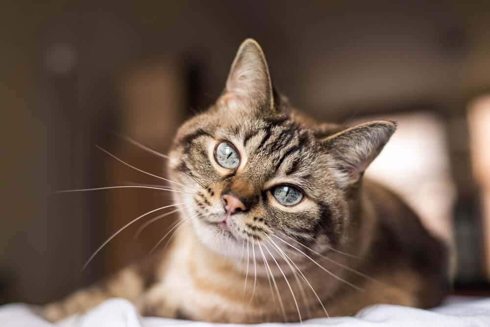 Gato atigrado marrón con ojos azules convulsiones de gato