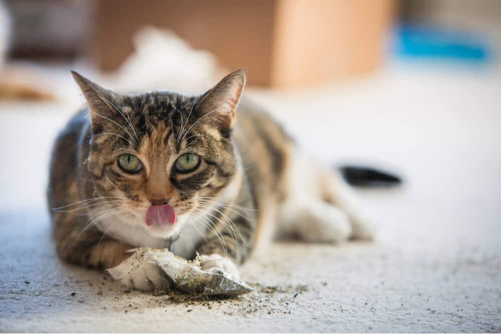 Gato calicó jugando con hierba gatera