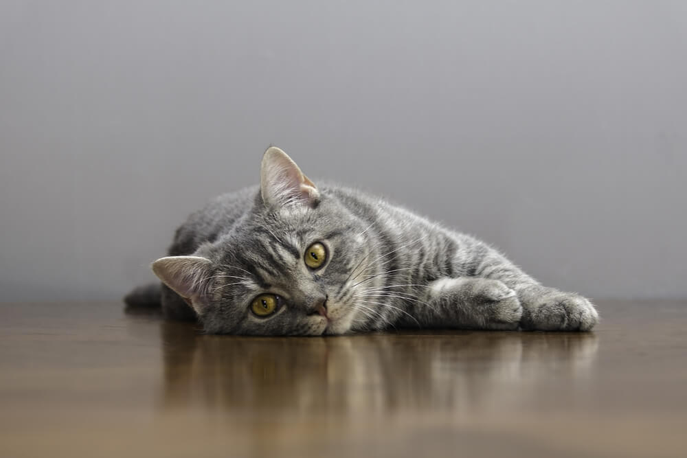 Imagen destacada de SIDA felino: gato acostado en el suelo