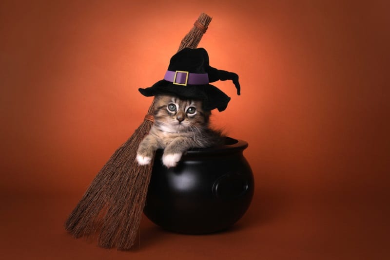 Nombres para gatos de Halloween para gatitos