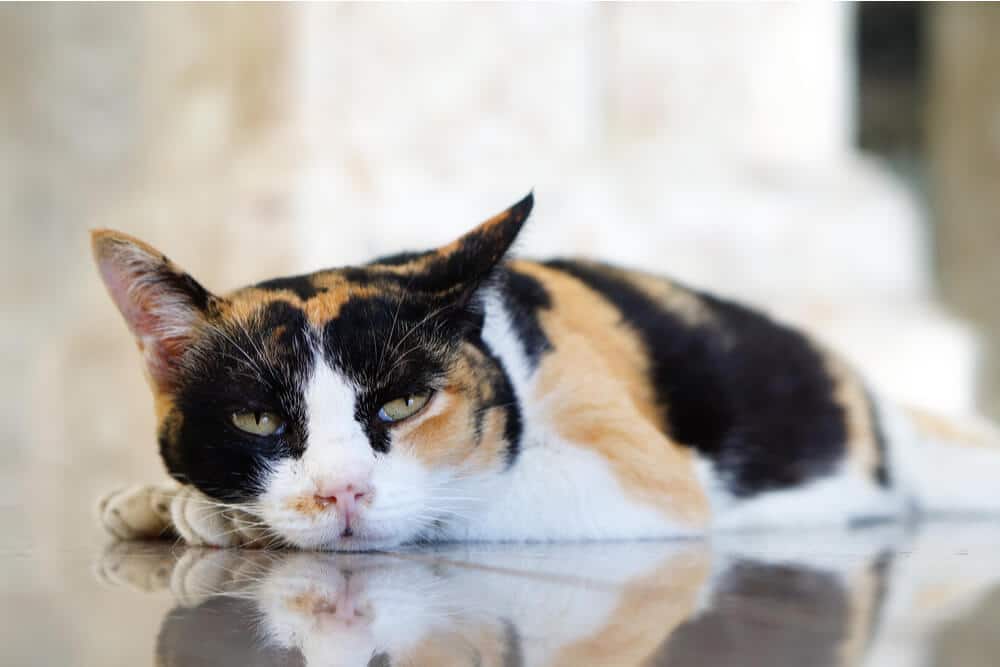 Gato letárgico tumbado en el suelo SIDA felino