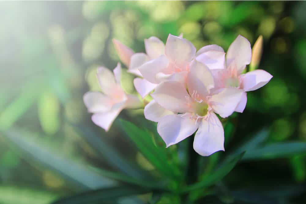 Flores de adelfa de color rosa pálido