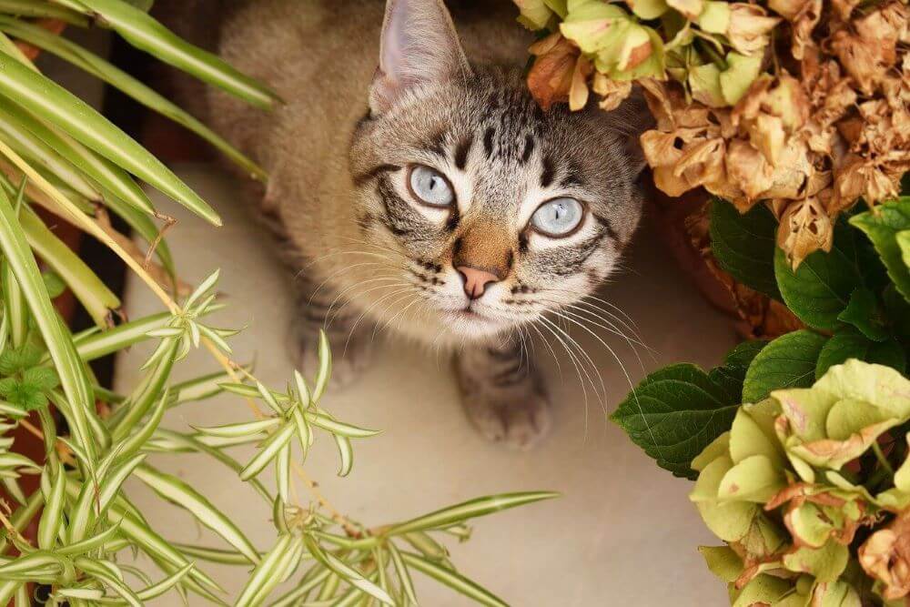 Gato rodeado de flores