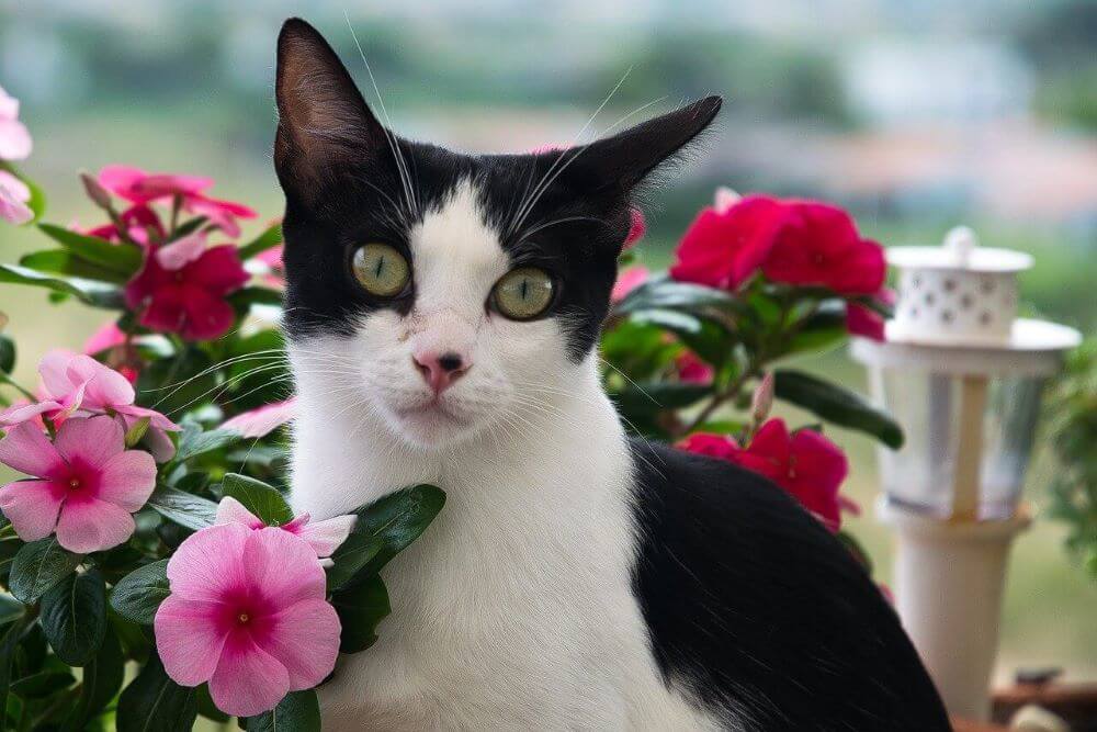 Gato de esmoquin blanco y negro rodeado de flores rosas y rojas