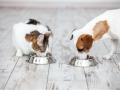 Image of a cat and a dog peacefully eating side by side from a different food bowl, capturing a harmonious moment of coexistence between these pets