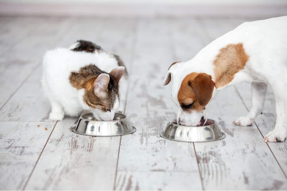 Imagen de un gato y un perro comiendo pacíficamente uno al lado del otro de un plato de comida diferente, capturando un momento armonioso de coexistencia entre estas mascotas.