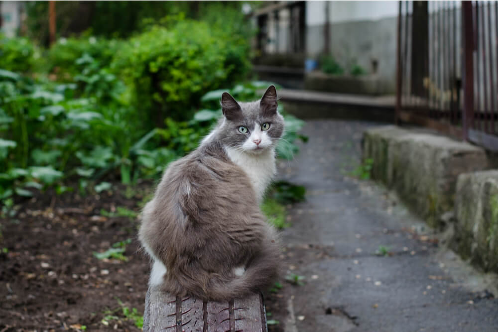 Artículo sobre la rabia en los gatos