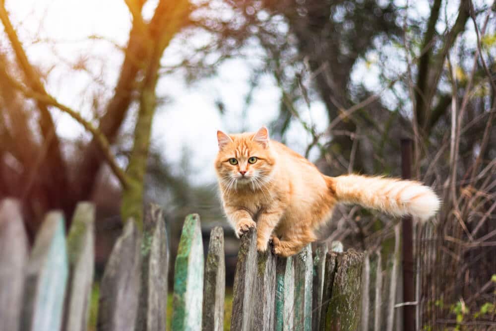 Vacunación contra la rabia felina para gatos que viven al aire libre