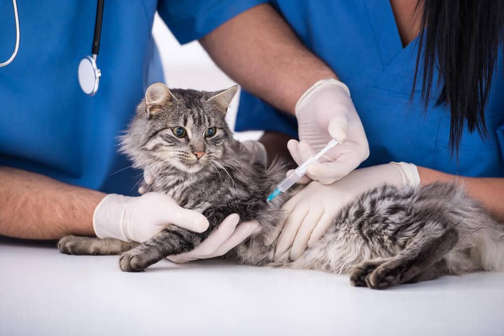 Vacunación felina contra la rabia