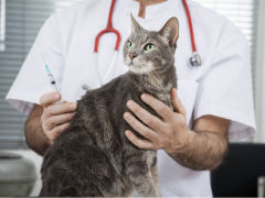 Cat Vaccination Schedule Feature