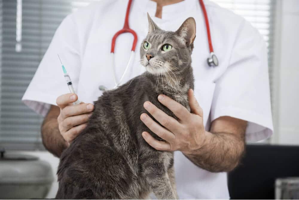 Calendario de vacunación para gatos