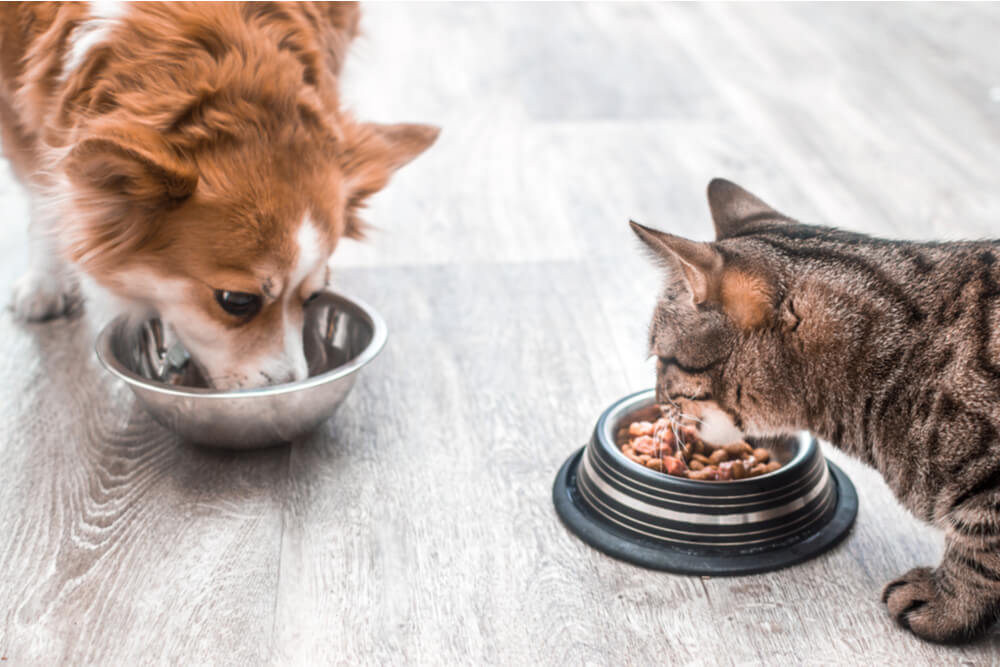 Imagen que captura una escena conmovedora de un gato y un perro comiendo juntos.