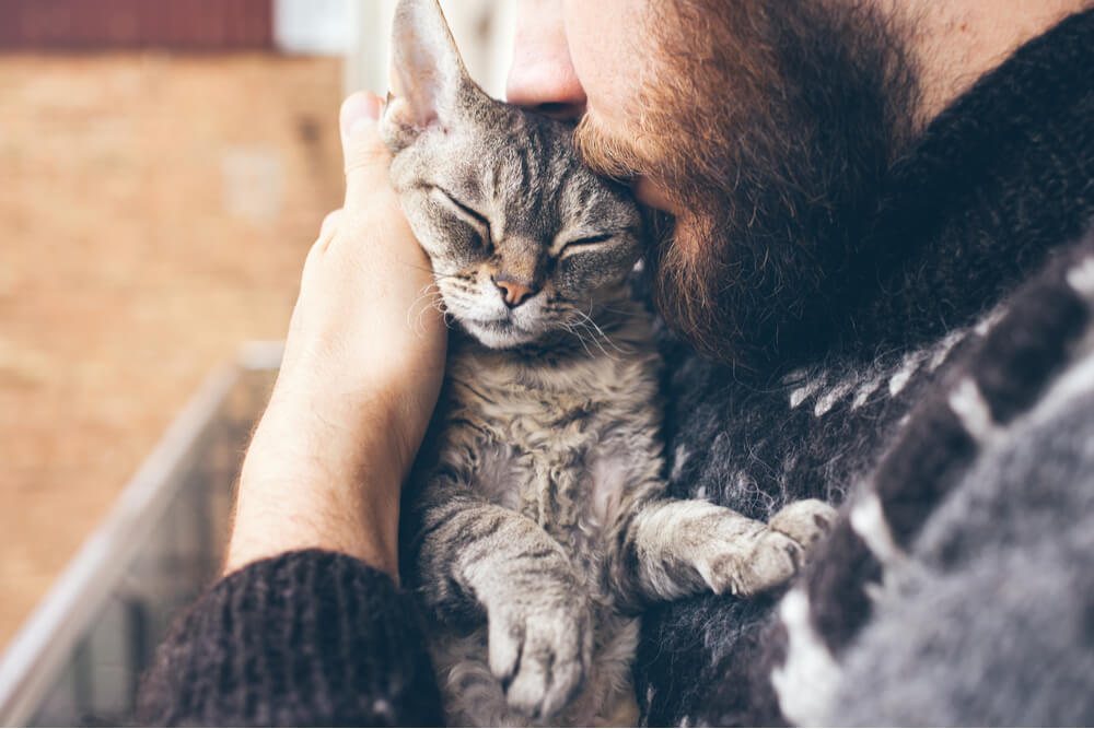 Primer plano de un hombre con barba y suéter islandés que sostiene y besa a su lindo gato Devon Rex que ronronea.