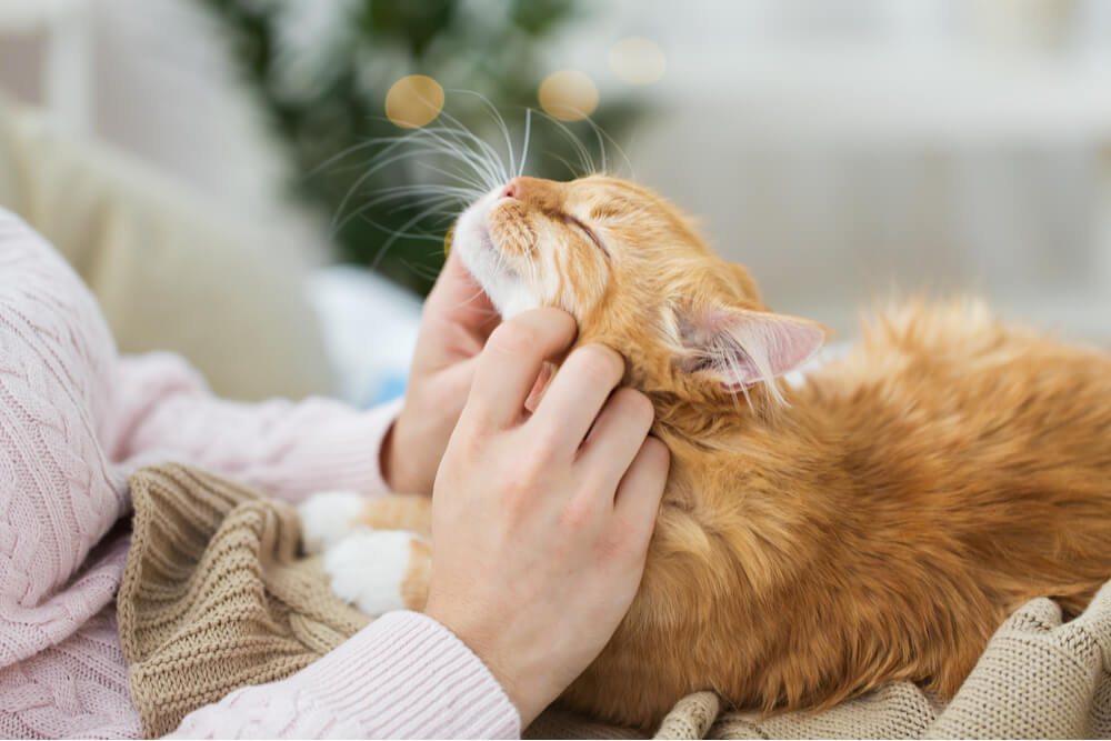 Imagen que muestra los pasos para fomentar un vínculo fuerte con un gato, mientras una persona aprende cómo hacer que el felino se sienta cómodo y cariñoso mientras está sentado en su regazo.