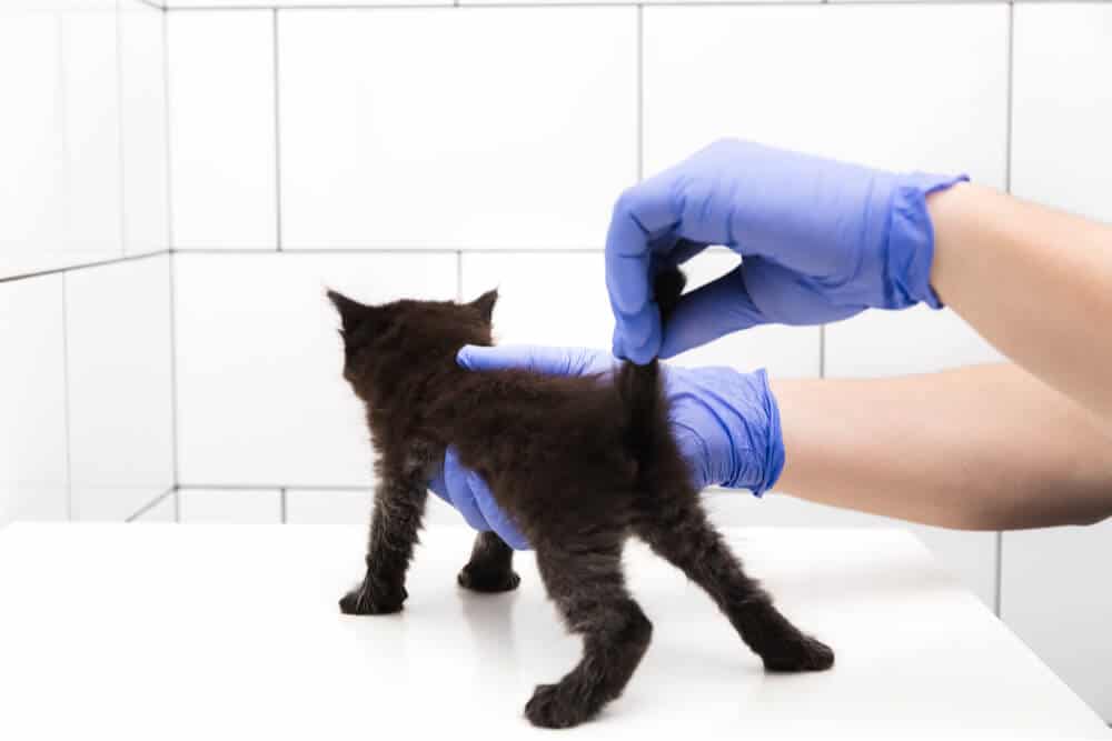 Veterinario determinando el sexo del gatito