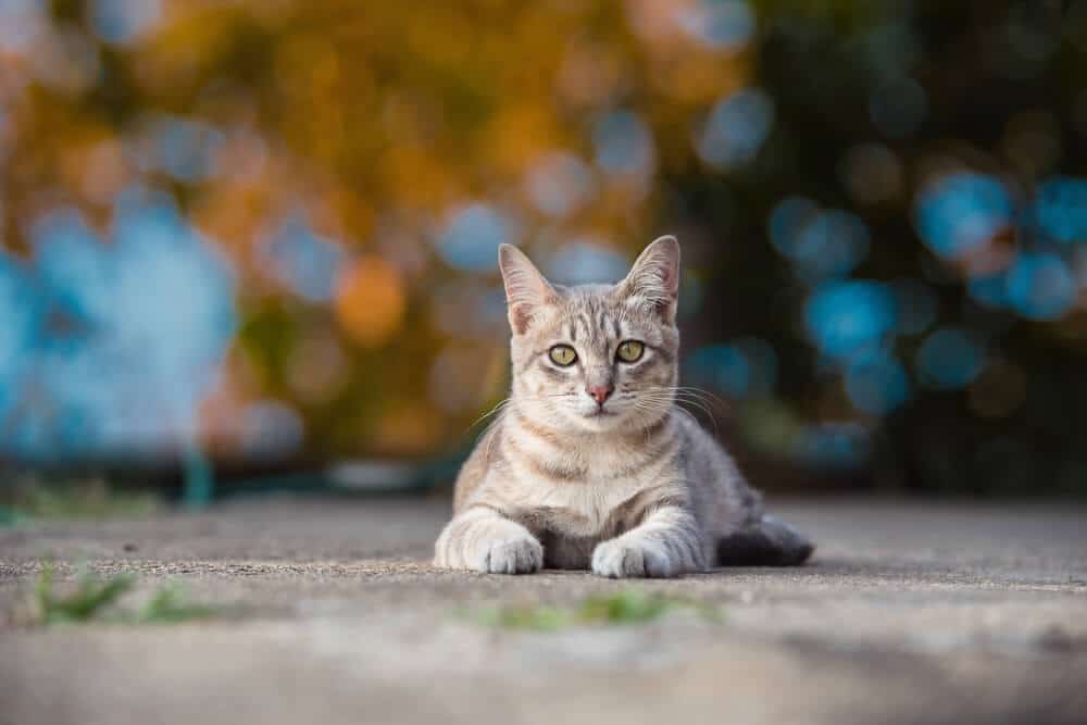 Gato al aire libre sentado en la acera