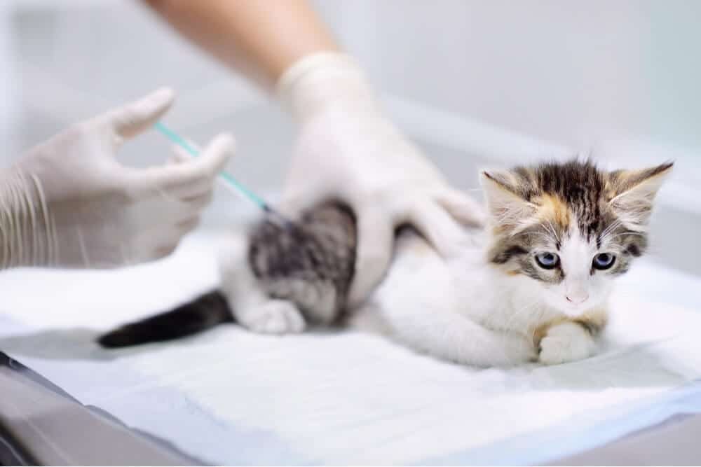 Gatito recibiendo la vacuna Característica de la vacunación del gato