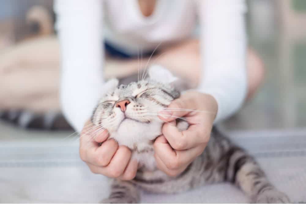 Persona acariciando a un gato que ha estado enfermo