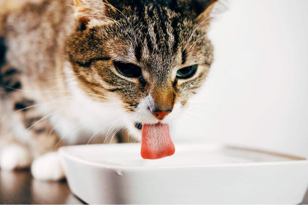 Imagen de un gato bebiendo agua de un cuenco.